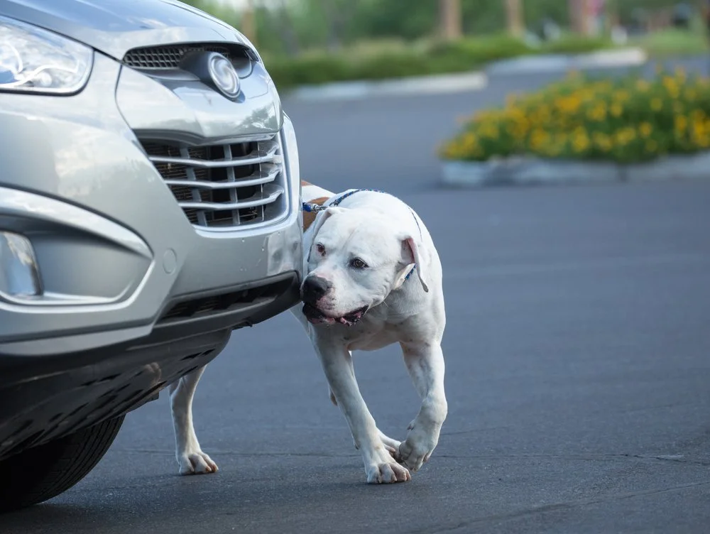 Use of Canines at Traffic Stops